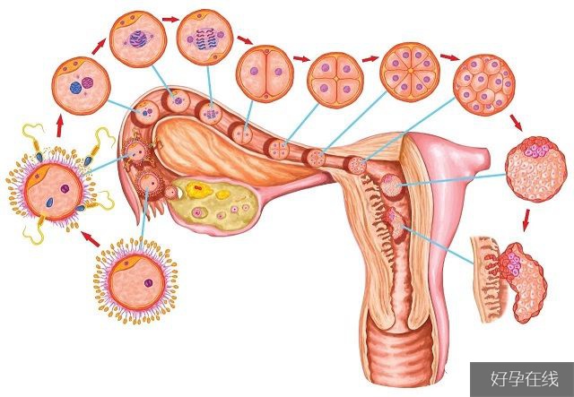 卵巢排卵过程示意图