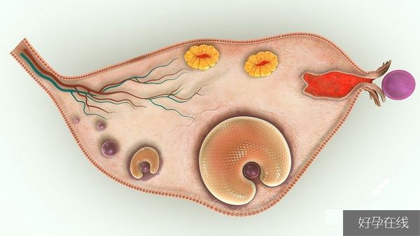 多囊卵巢的科学释疑