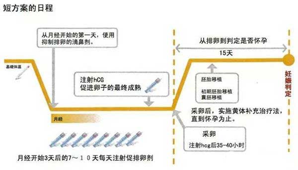 试管短方案流程图