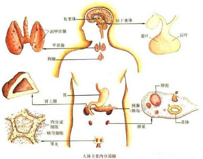 腺垂体功能的作用与影响